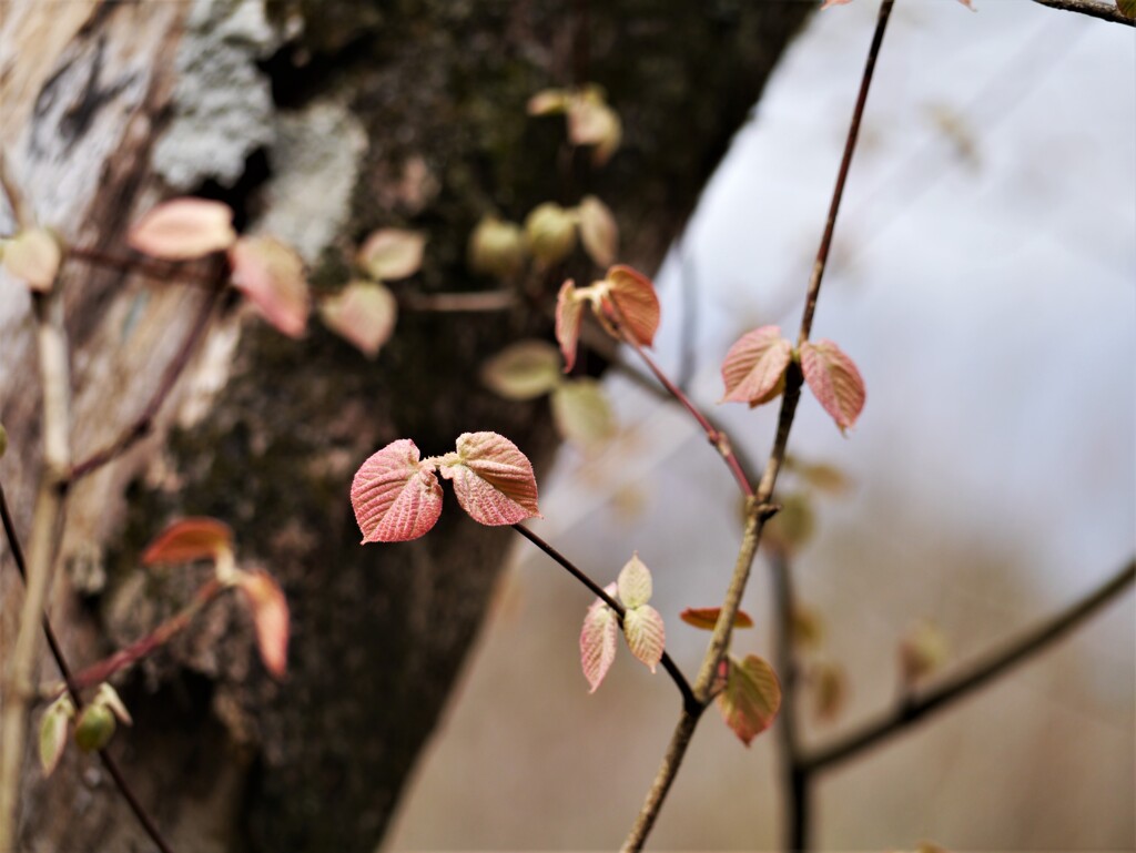 優しく芽吹く