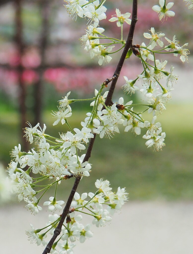 可愛い桜