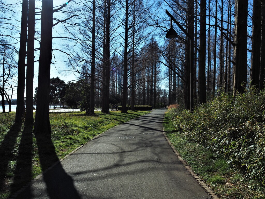 早春の散歩道