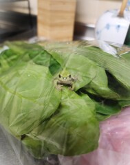珍事