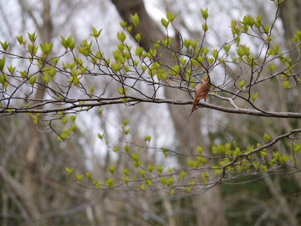 芽吹き
