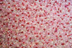 10000輪の花畑