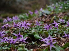 カタクリの群生地