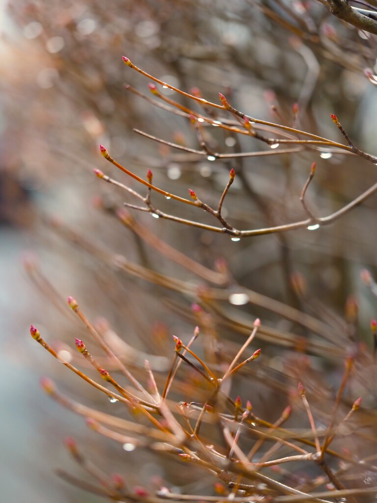 新芽
