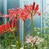 曼珠沙華