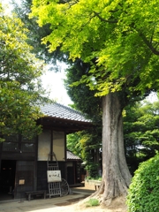 小菅家「かやの木」食堂