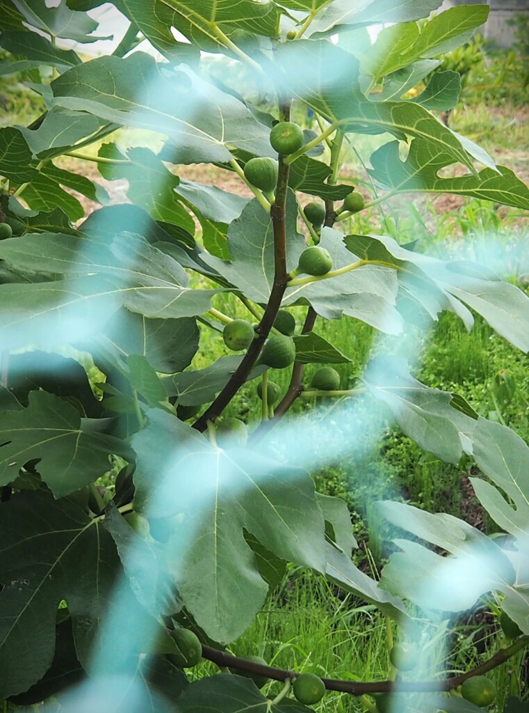 フェンスの向こうに、、、