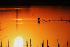夕陽の中の羽音。。