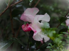 雨の中の山茶花