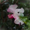 雨の中の山茶花