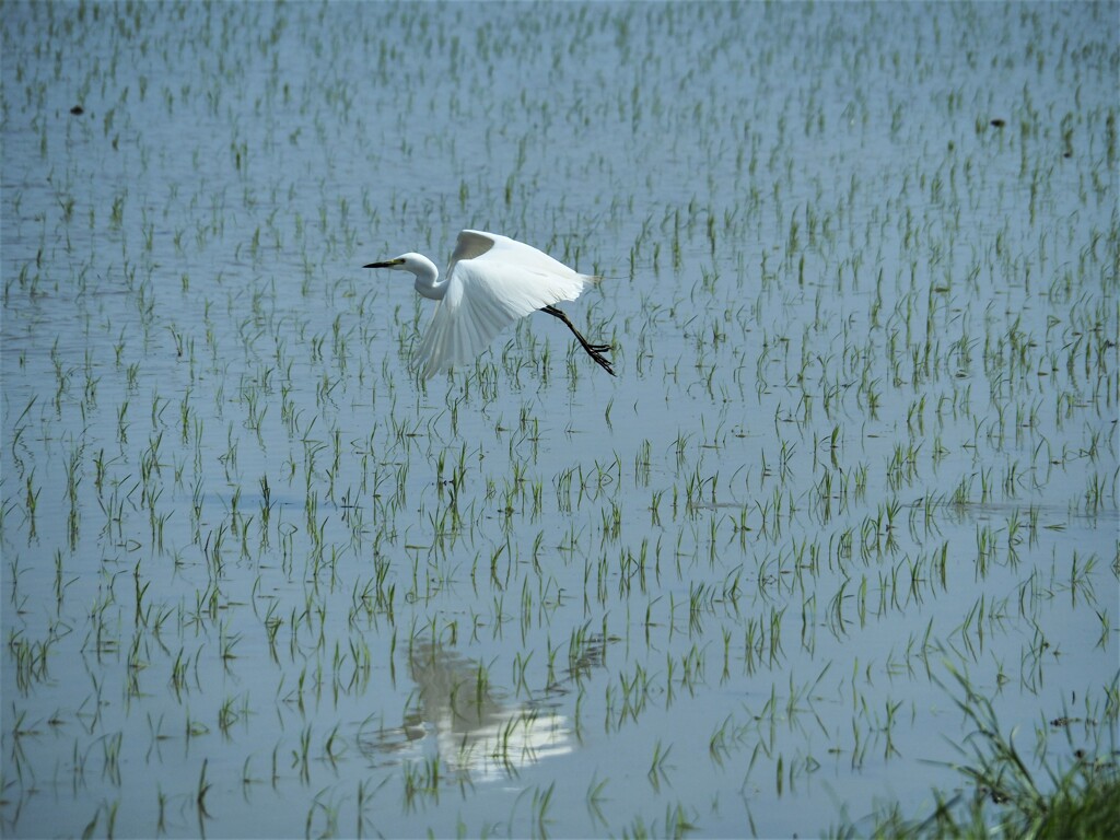 もう田植えが始まっていました♪