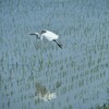 もう田植えが始まっていました♪