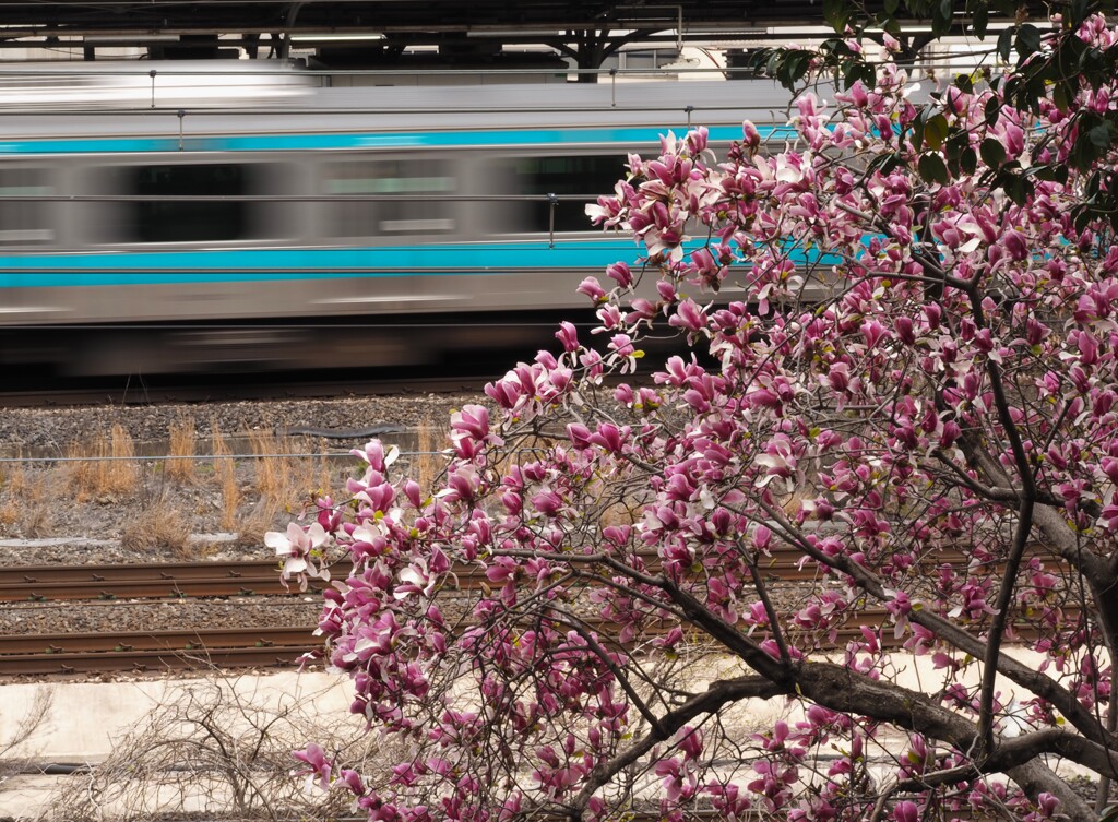 モクレンと電車