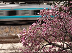 モクレンと電車