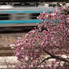 モクレンと電車