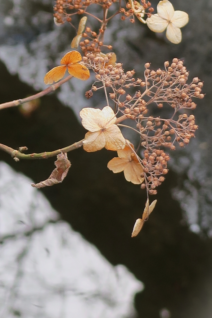 明月院の紫陽花