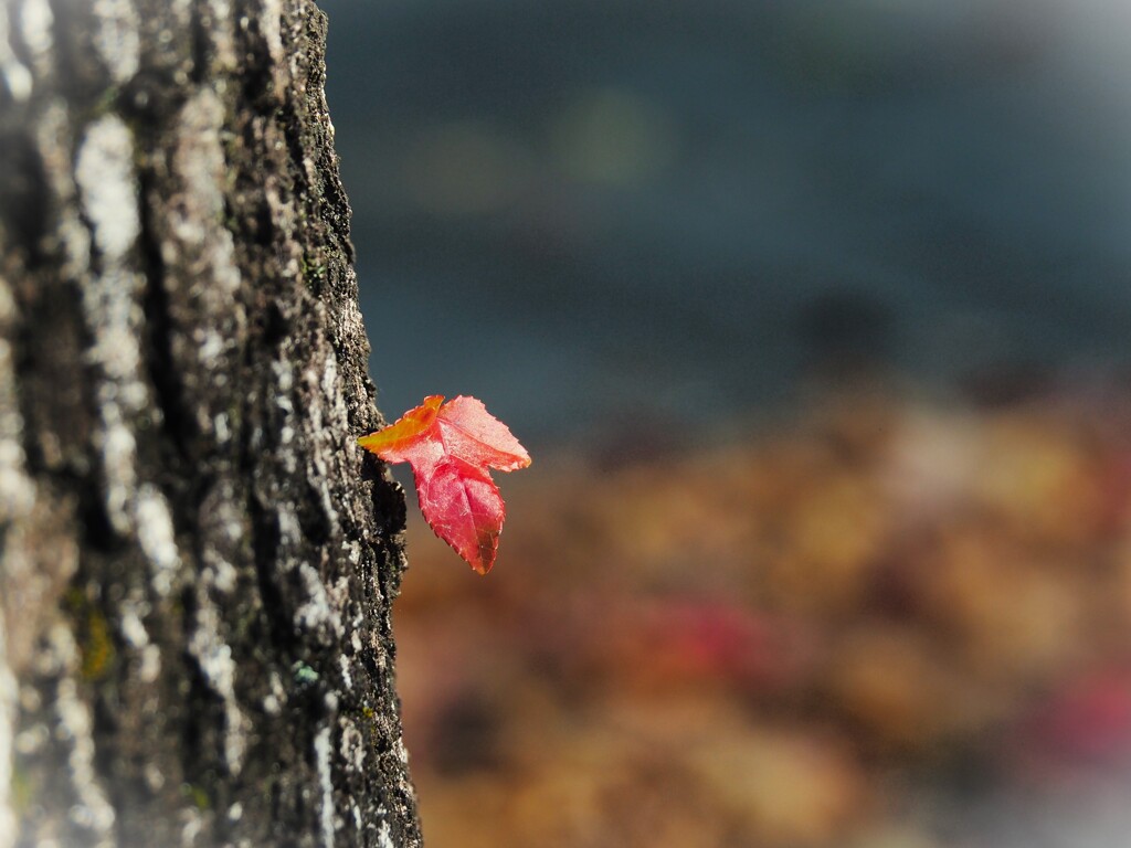 小さな秋