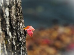 小さな秋