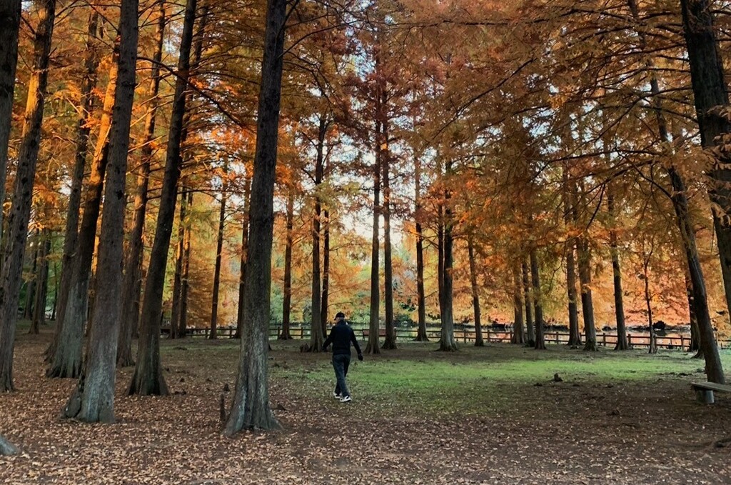 ラクウショウの公園