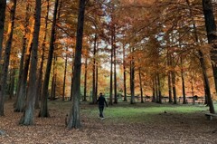 ラクウショウの公園