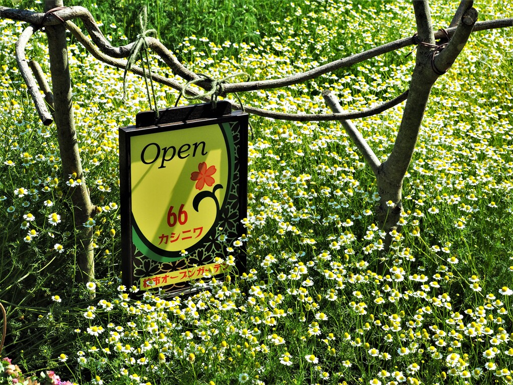 カモミールの咲く家①