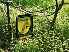 カモミールの咲く家①