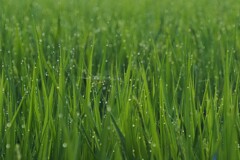 朝露のきらめき