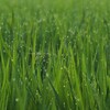 朝露のきらめき