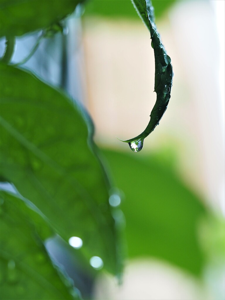悲しい
