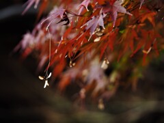 来年は僕の番だーー