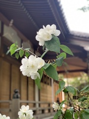 白い花シリーズ㉒