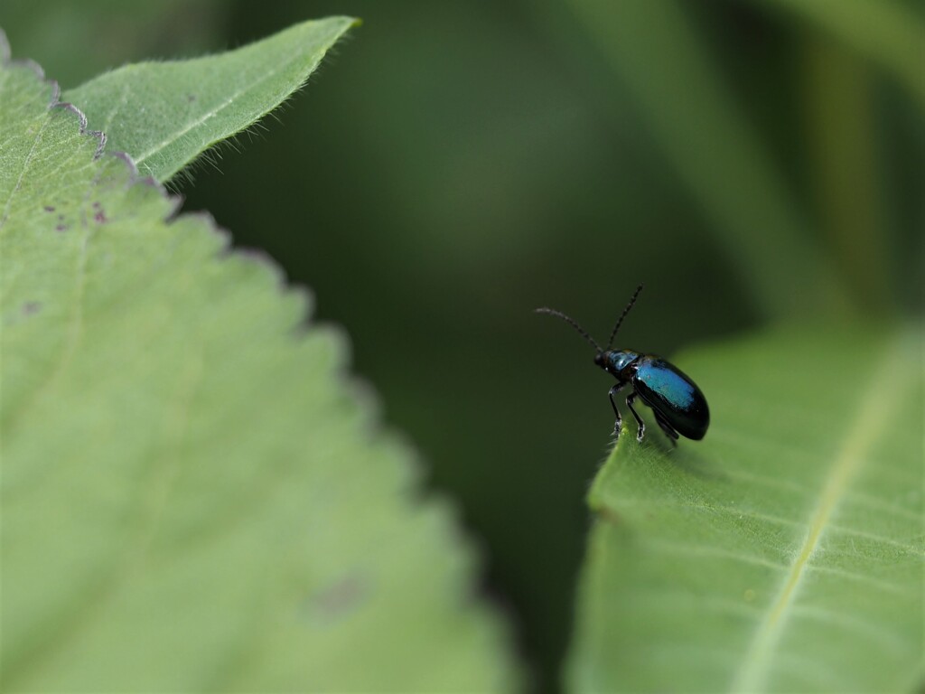 マクロレンズ練習中です