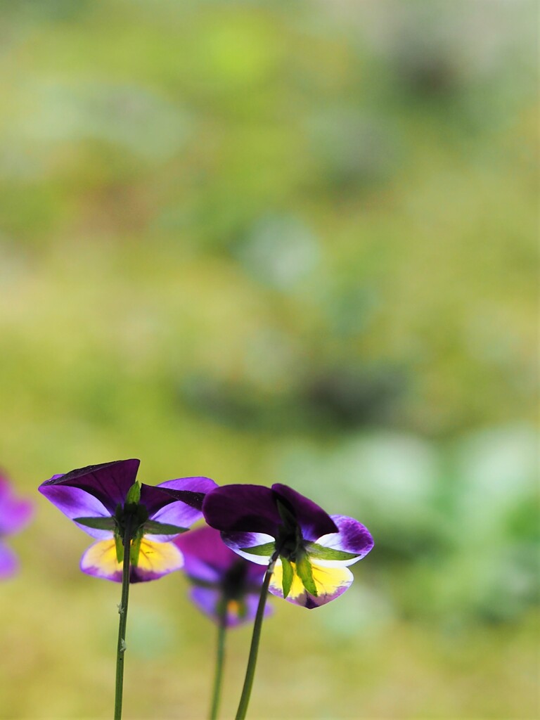 小さな天使たち☆