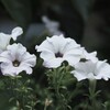 白い花シリーズ 51