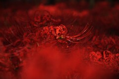 巾着田の彼岸花①