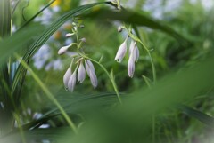 白い花シリーズ㉞
