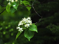 雫したたるいいお花♪