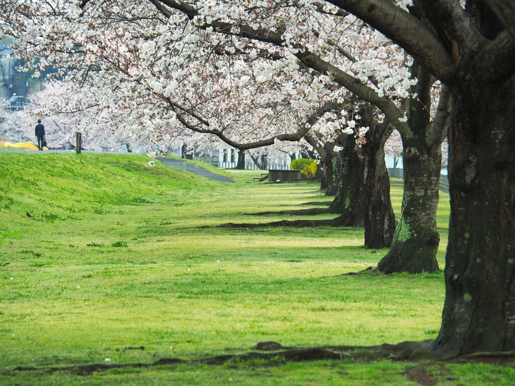 早朝の散歩道