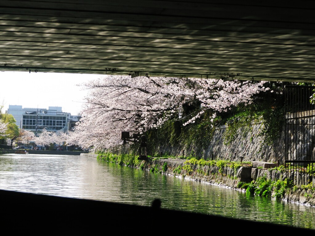 岡崎さくら回廊