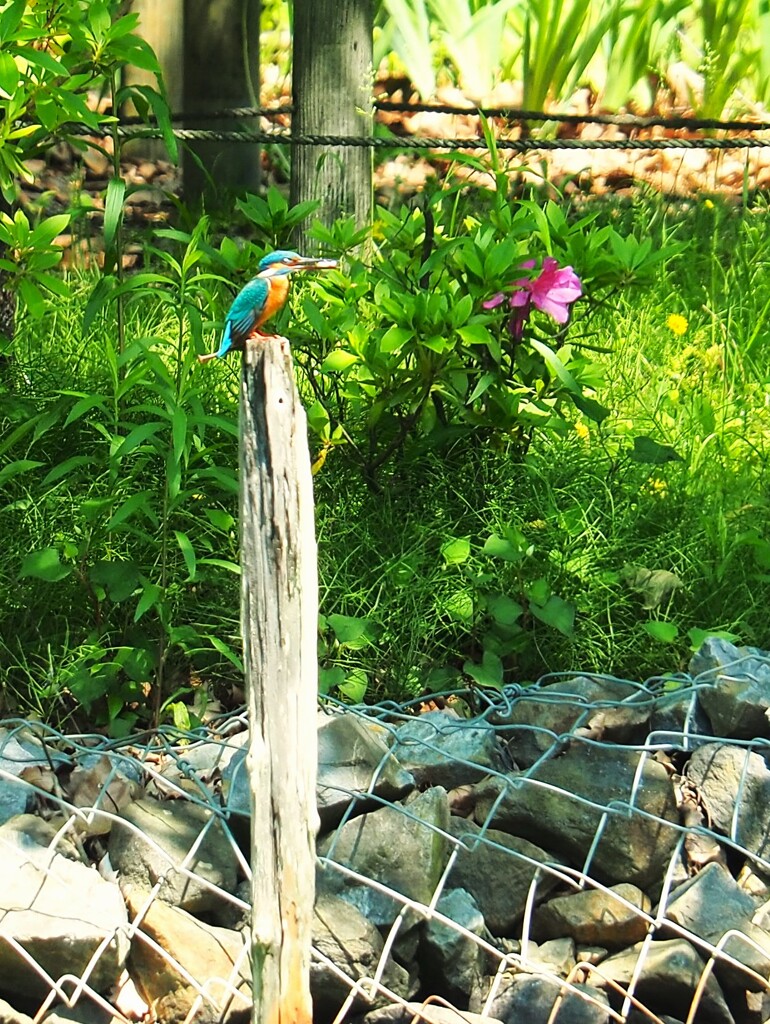 やっと、会えたねーー