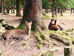 奈良公園