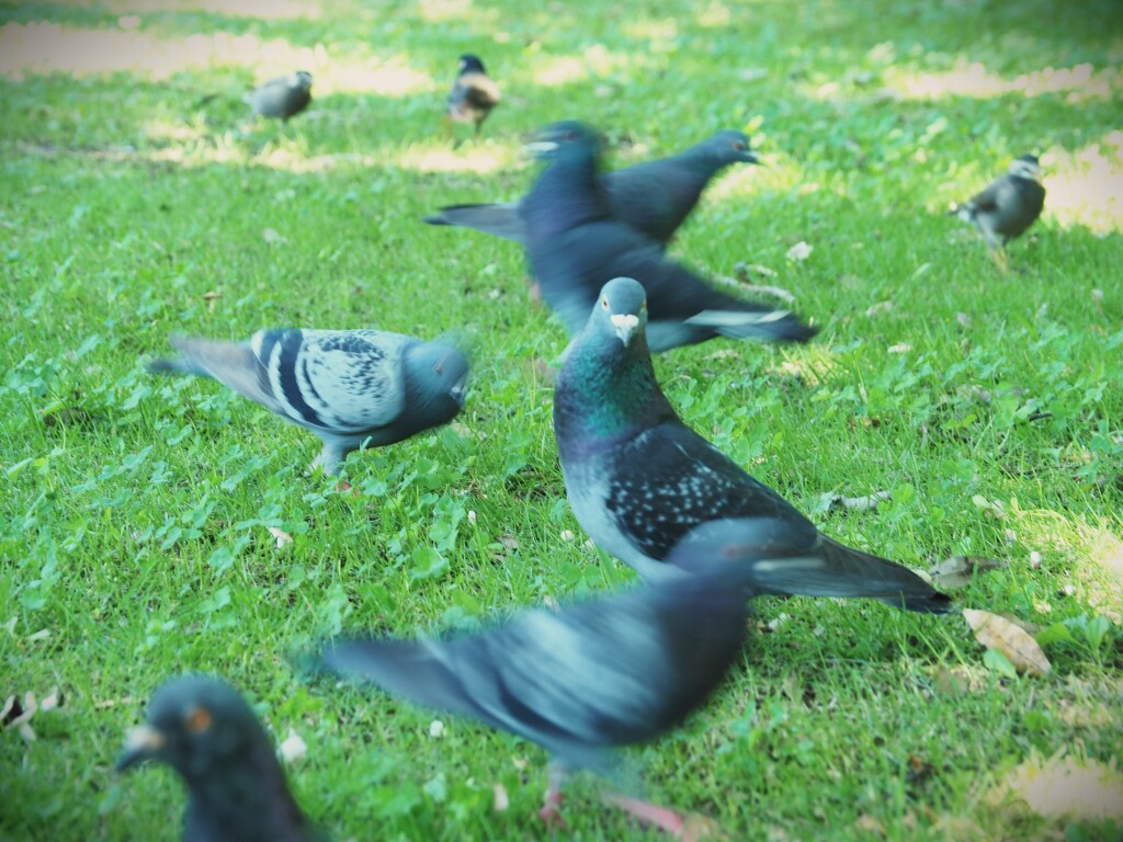 鳩