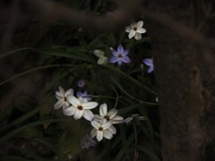 星に願いを