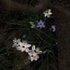 星に願いを