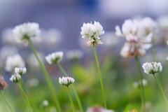 白い花シリーズ64