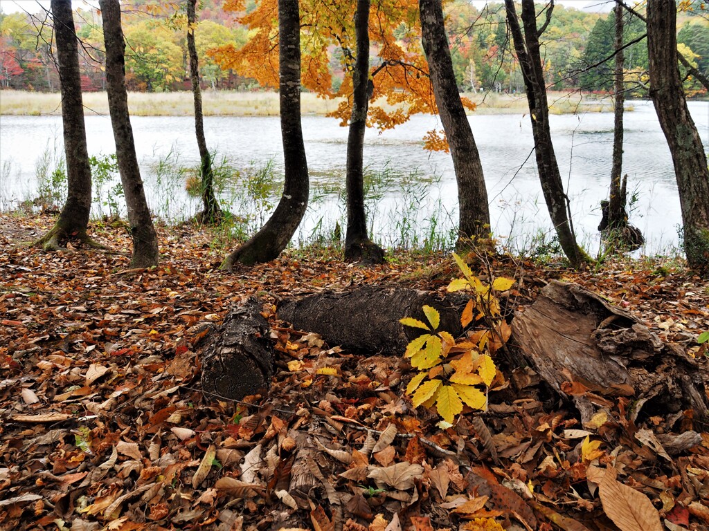 紅葉の沼一周散策路