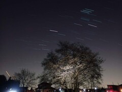 1本桜のある公園