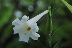 白い花シリーズ㊽