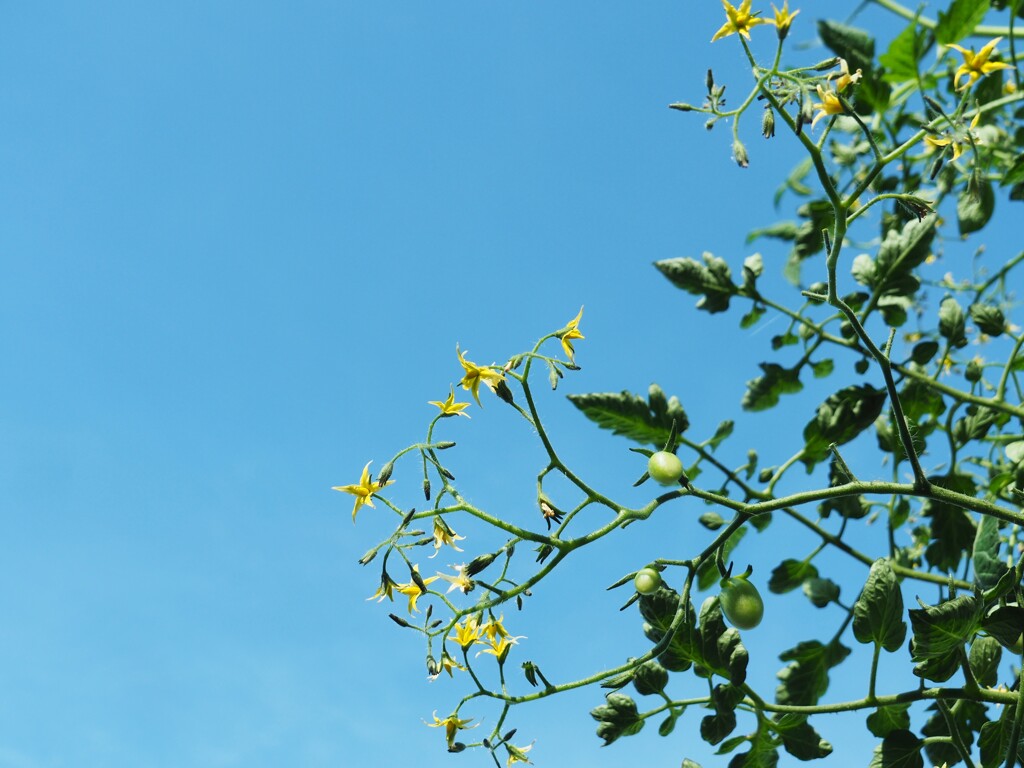 空に向かって