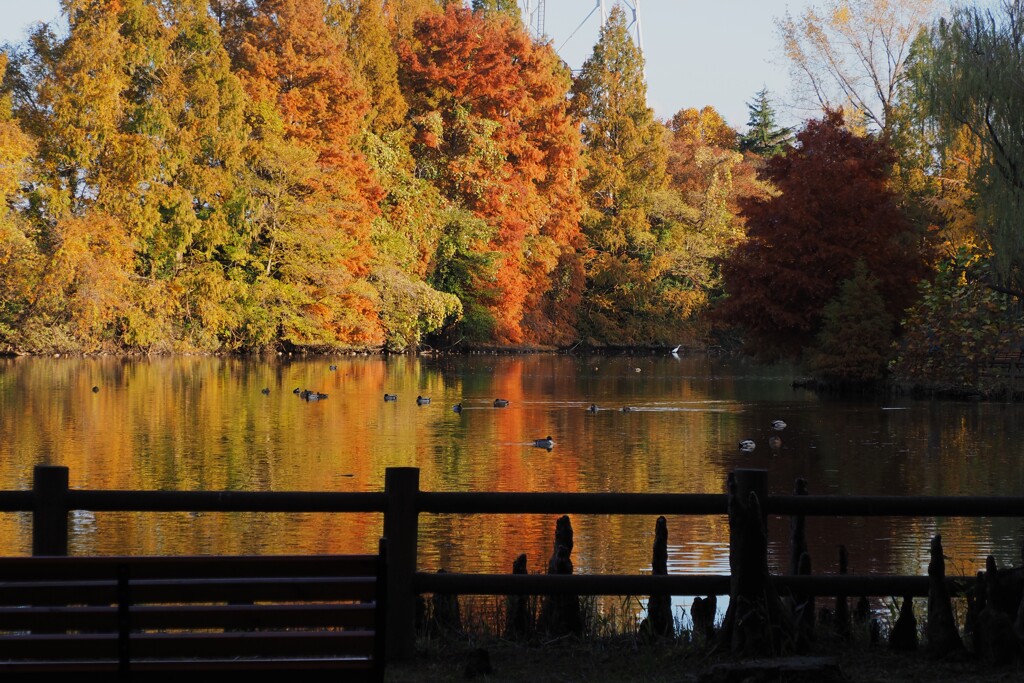 水辺の公園の彩